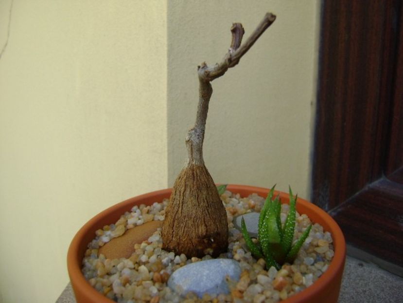 Petopentia natalensis - Caudiciforme si bulbi 2018