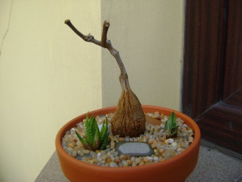 Petopentia natalensis - Caudiciforme si bulbi 2018
