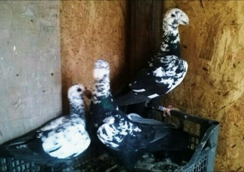 MAS 2012 -FEM 2012 - Voiajori Germani 2015 2016