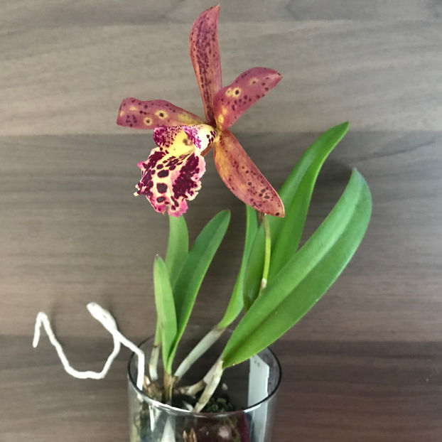  - 2018 Plante de interior