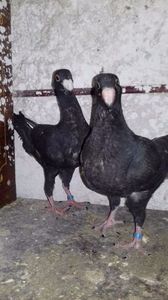 2018 - Voiajori Germani 2018