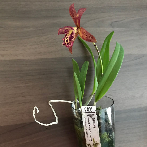  - 2018 Plante de interior