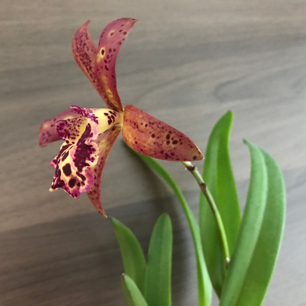  - 2018 Plante de interior