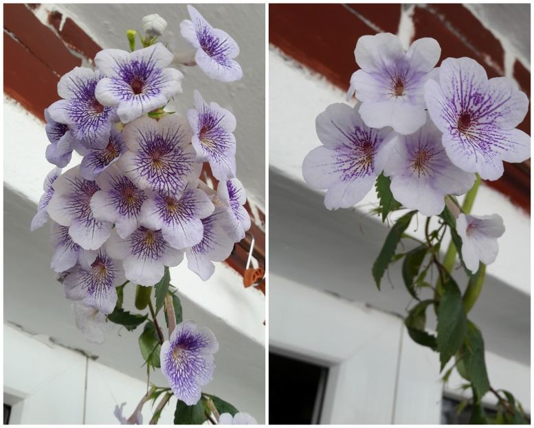 25 iulie si azi - 09 Achimenes 2018