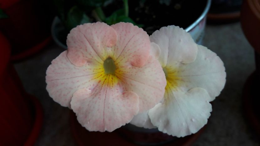 Icy Melon - 09 Achimenes 2018