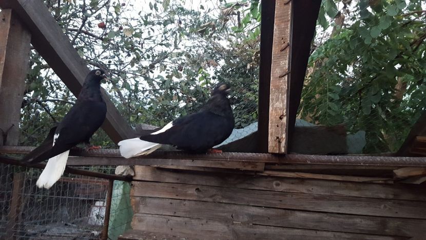  - 6-Negru Codalb Romanesc