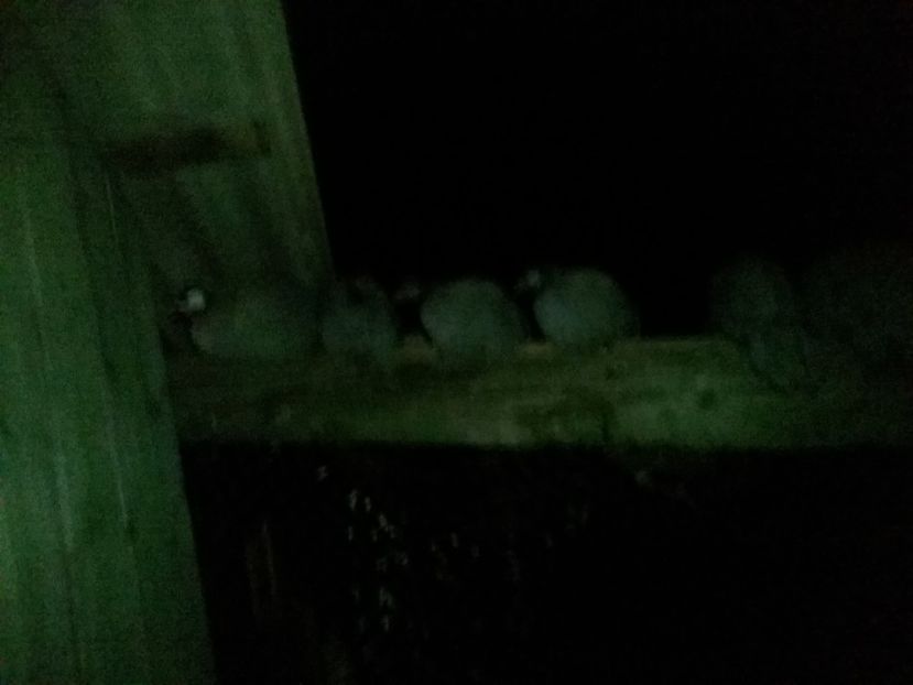 Au luat exemplu  de la cele mari - 01 - Matca 2019