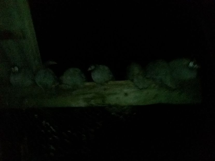 dorm afara - 01 - Matca 2019