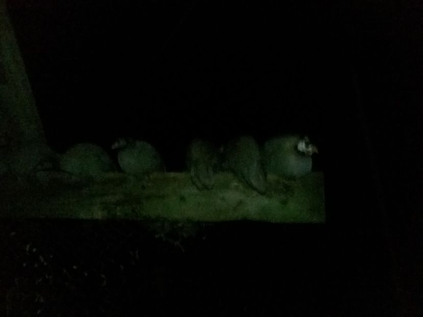 cele tinere in mijloc - 01 - Matca 2019