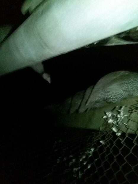 una din ele e sus pe burlan - 01 - Matca 2019