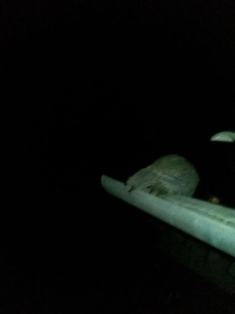 toate fetele sus pe burlan :)) - 01 - Matca 2019