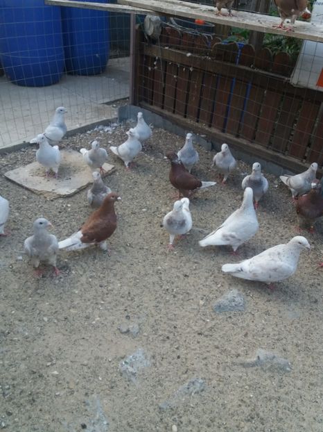  - Porumbei mei la gramada