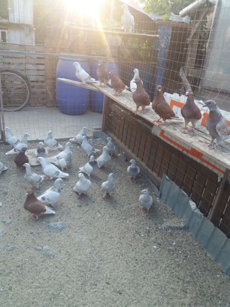  - Porumbei mei la gramada