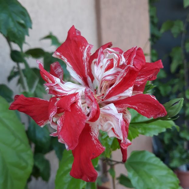 Baptisti - 30 lei - disponibil lastari neinradacinati de hibiscus
