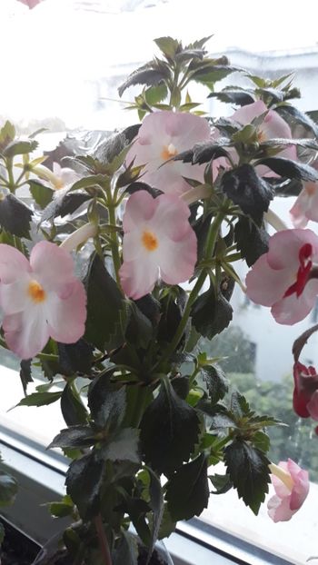  - Rugaminte identificare achimenes