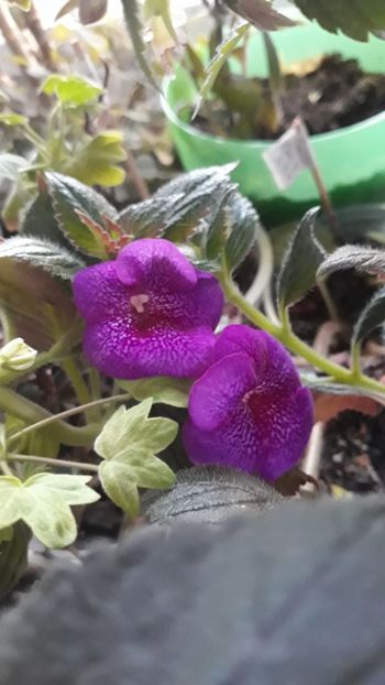  - R18 Jennifer Goode - renuntat