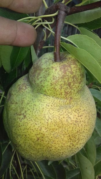 5 septembrie - Packhams Triumf