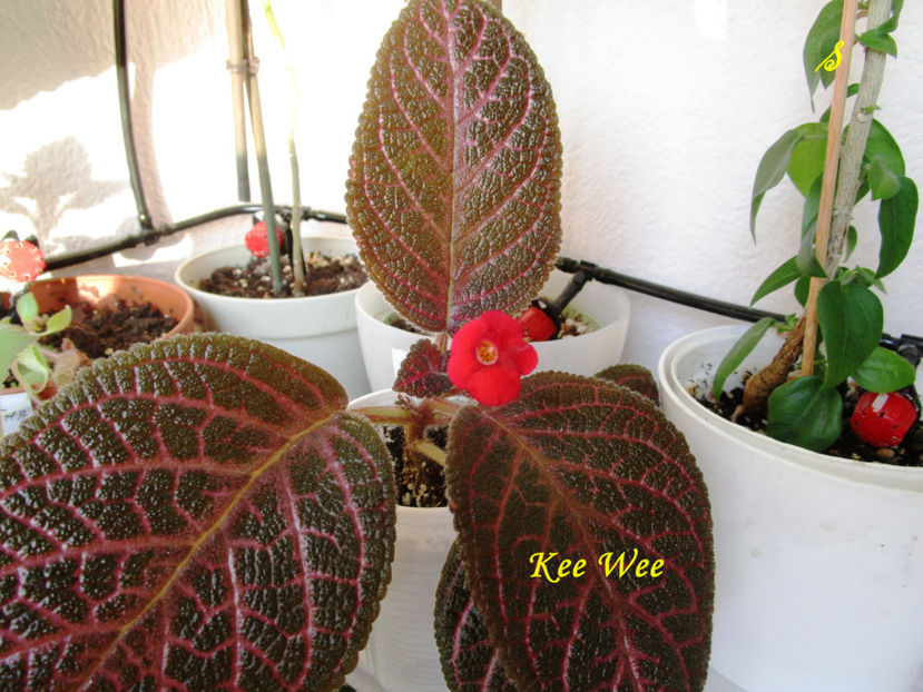 Kee Wee(8-09-2018) - Episcii 2018