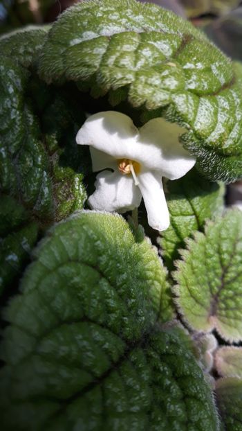  - 001 2018 - Niphea oblonga si xNiphimenes Lemonade