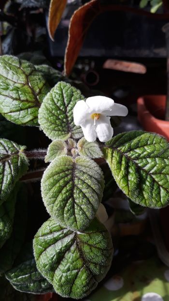  - 001 2018 - Niphea oblonga si xNiphimenes Lemonade