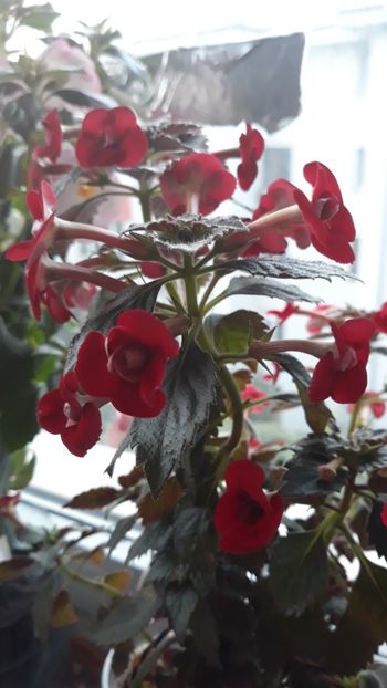  - 1 2020 - Petite Fadette