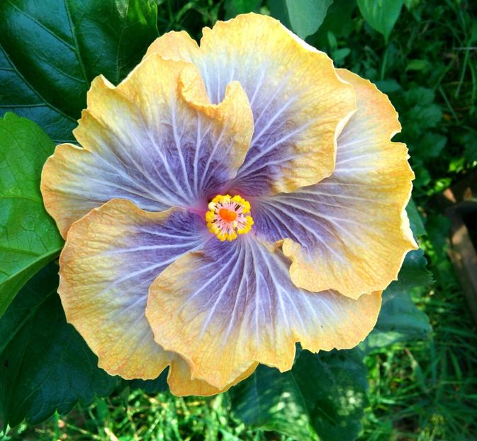  - DPs Quest To Neverland