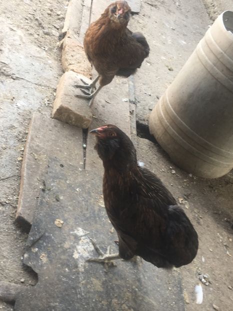  - Găini Araucana Albastru Splash Potarnichiu