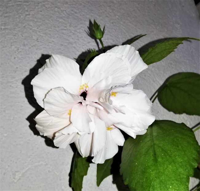  - Hibiscusi