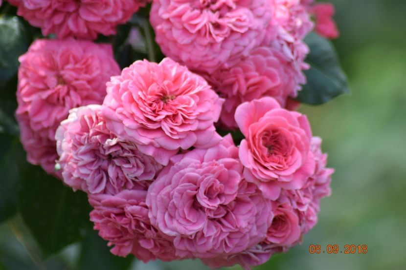  - Les Quatre Saisones