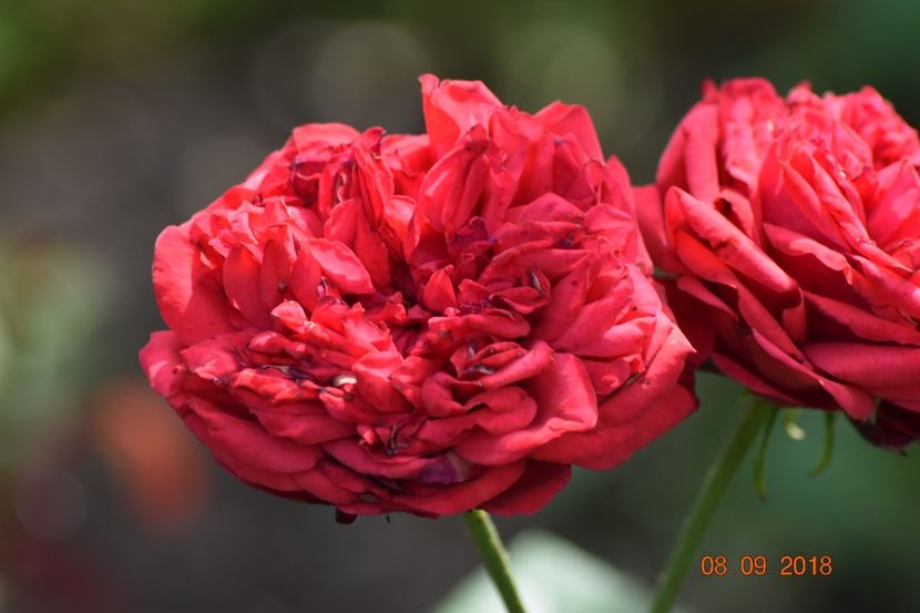  - Necunoscut posibil Piano Rose