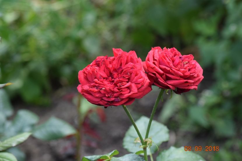  - Necunoscut posibil Piano Rose