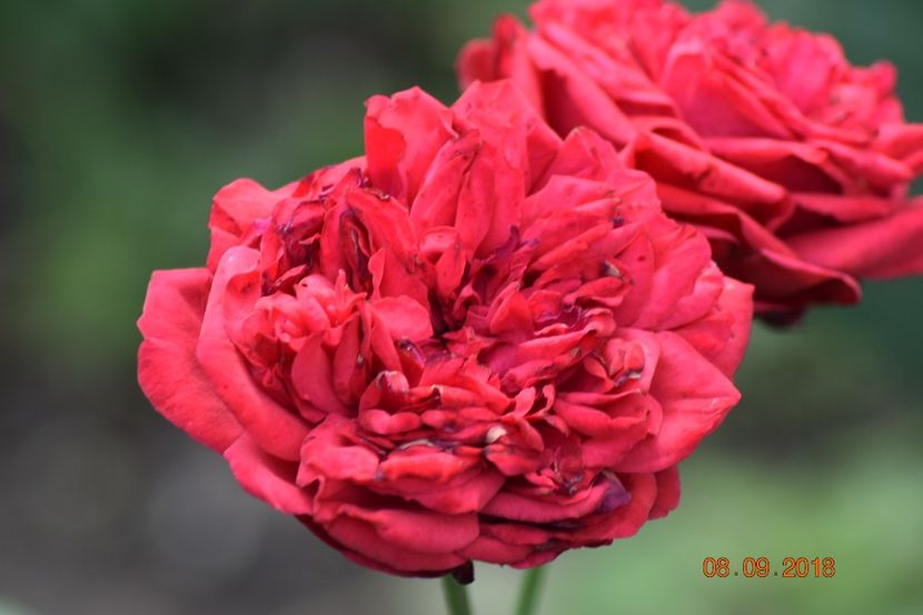  - Necunoscut posibil Piano Rose