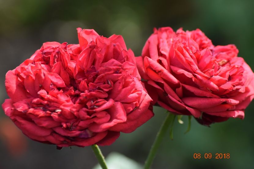  - Necunoscut posibil Piano Rose