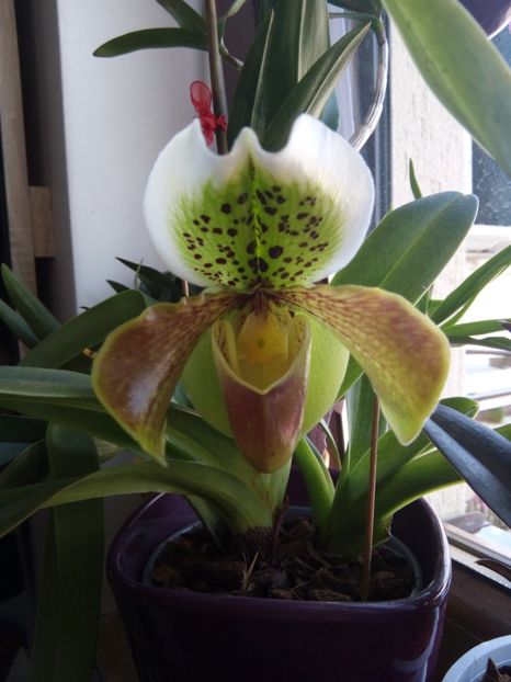 08.09.2018 - florile mele dragi