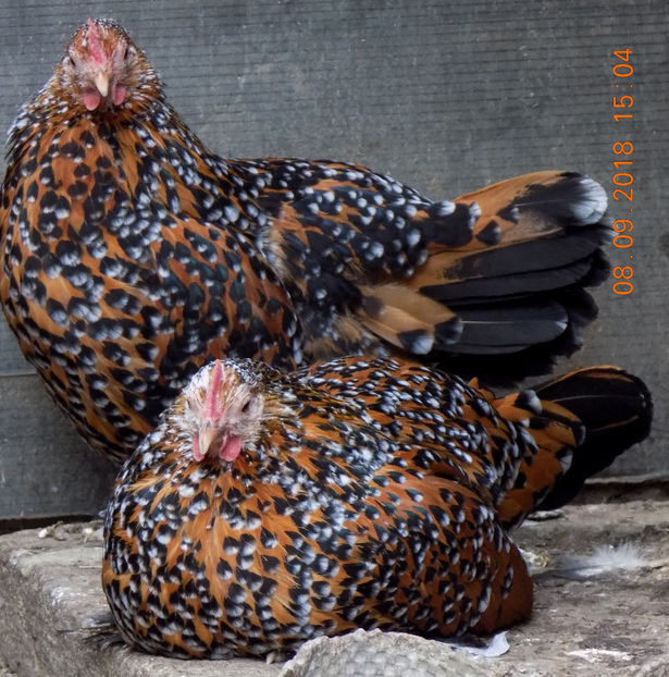  - 04B-MII DE FLORI PORTELAN 2018