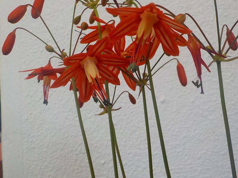 mult mai frumoasa. - bessera elegans