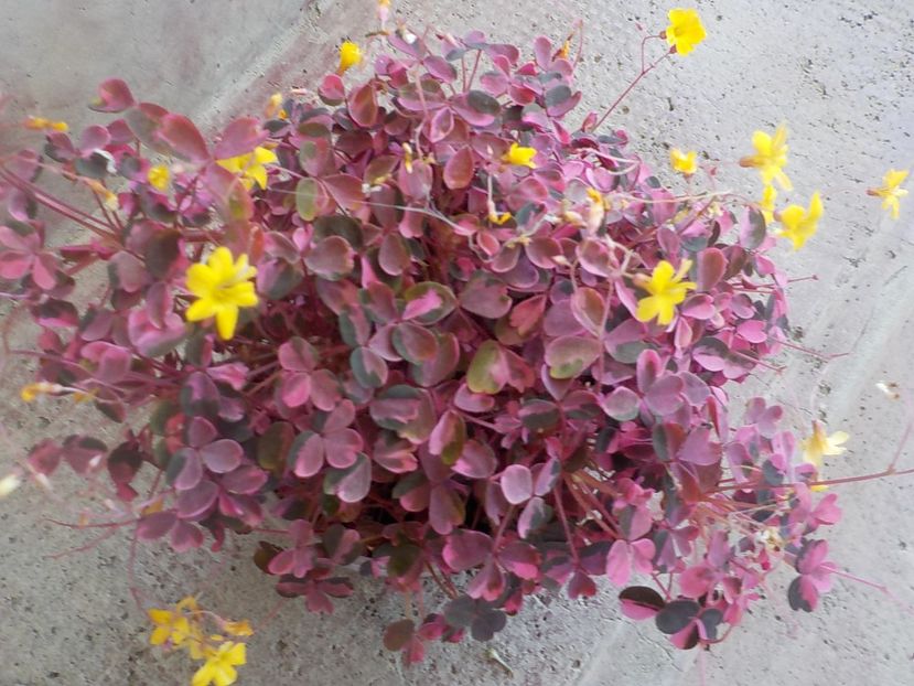 multumesc unei doamne - oxalis