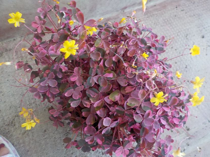 cu suflet mare - oxalis