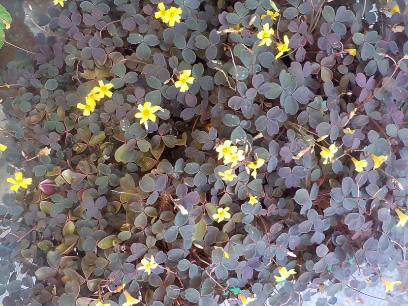 de pe sunphoto - oxalis