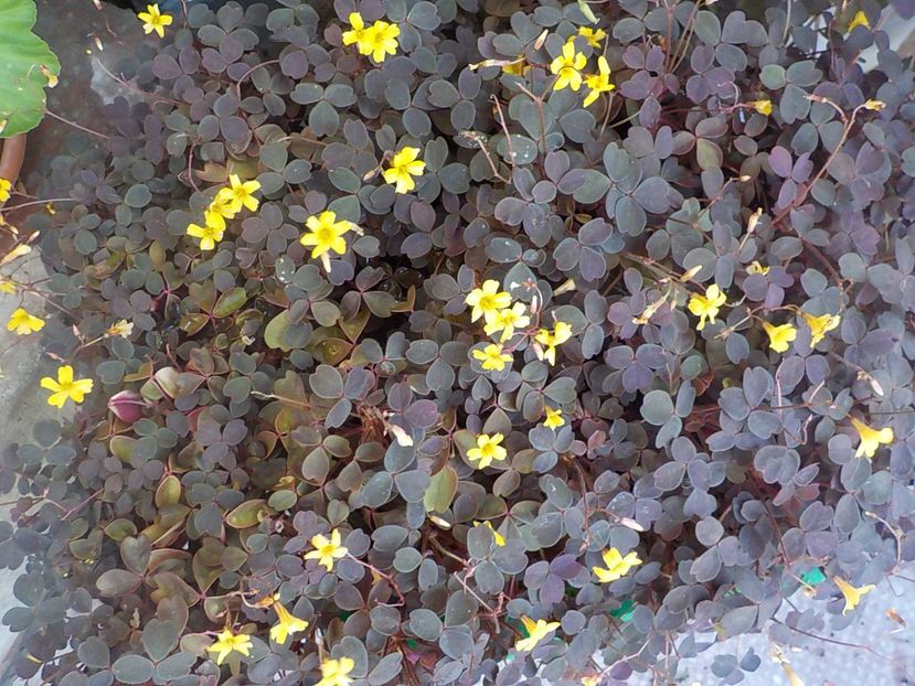  - oxalis