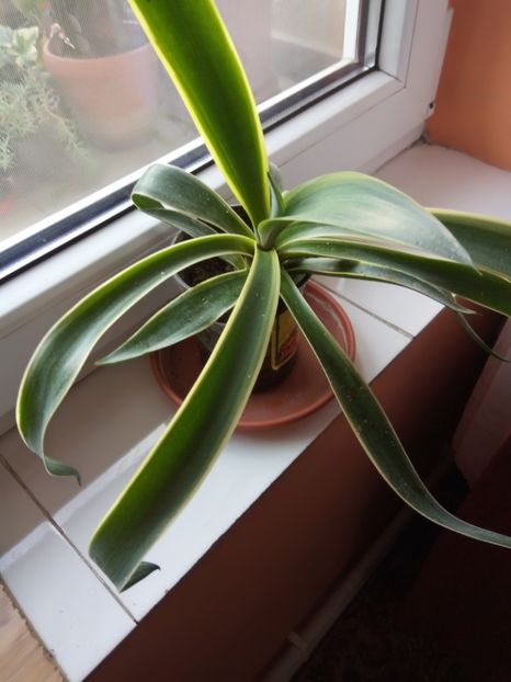 agava variegata-disponibila - septembrie 2018