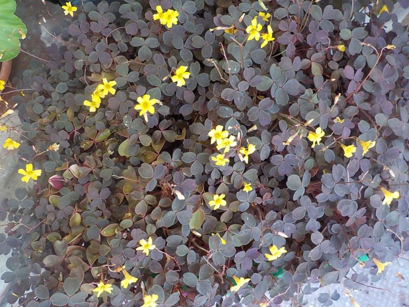 Il - oxalis spiralis vulcanicola