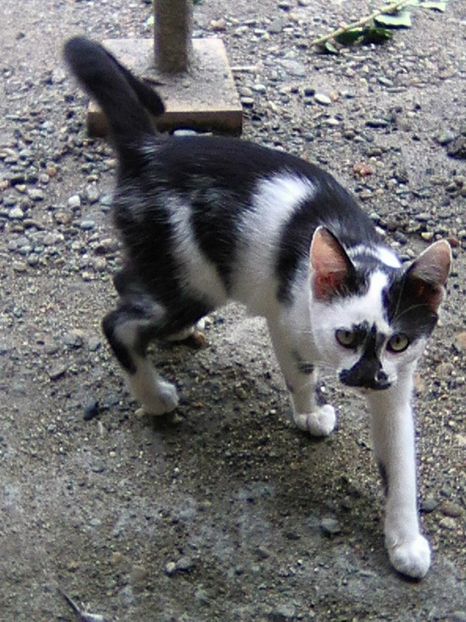 noua achizitie...(((....rabytz - Micile mele feline 2018