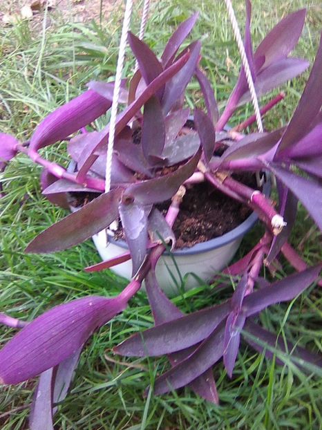 multumesc...!! - Floricele 2018