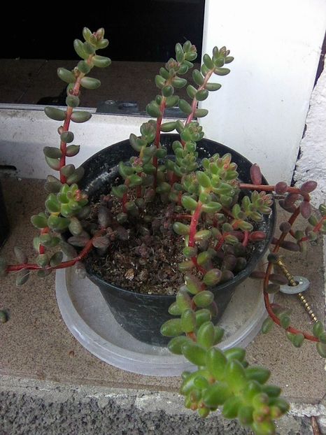 sedum stahli 2018 - Suculente 2019