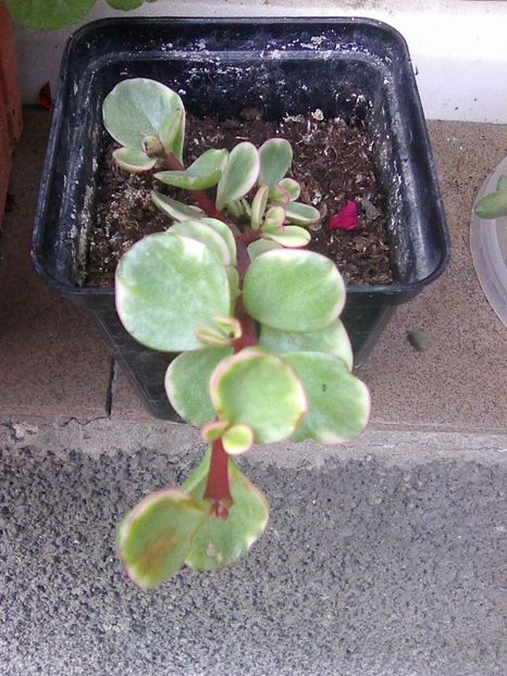 crassula  portulacaria variegata 2018 - Suculente 2019