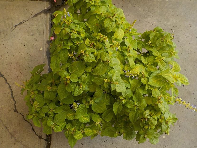  - coleus