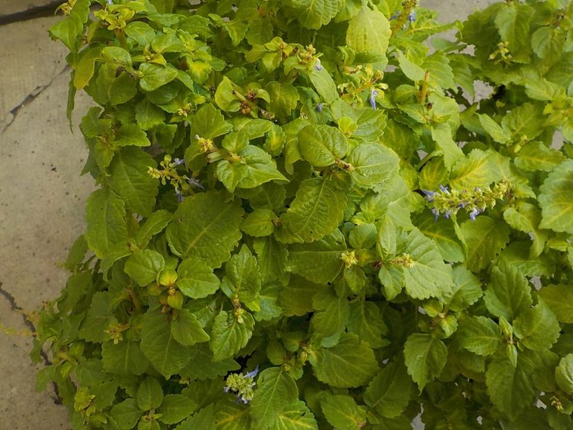  - coleus