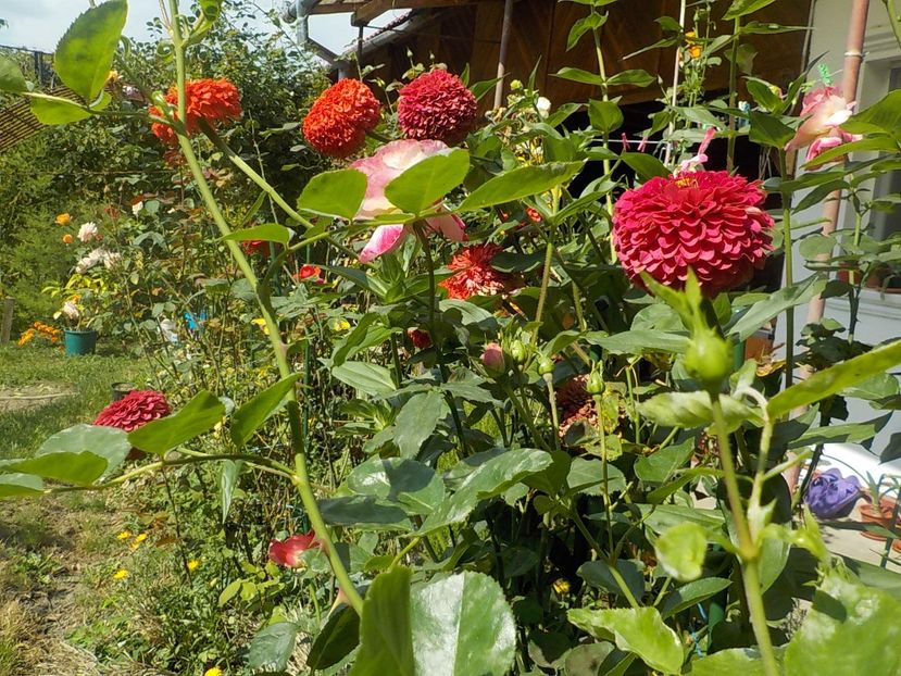  - In gradina mea