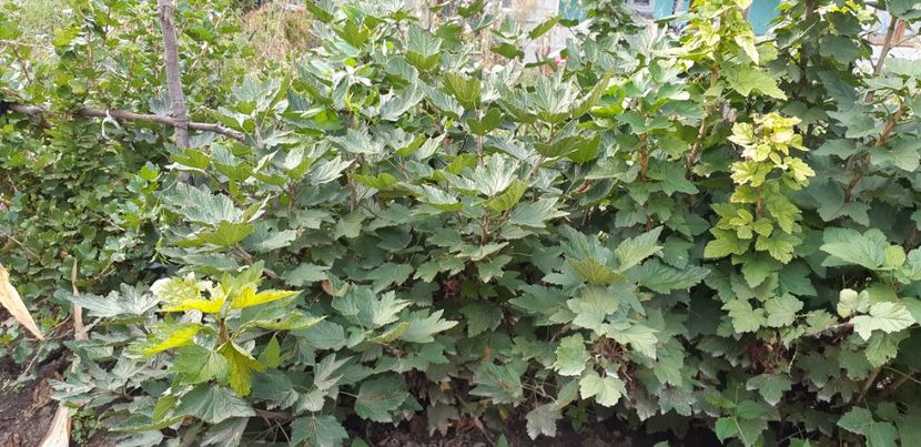 Planta matura de 3 ani - 0 DE VANZARE